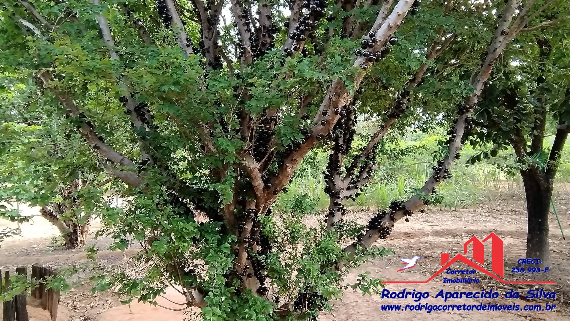 Sítio, 3 quartos, 2 m² - Foto 37